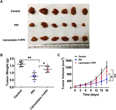 Polyphyllin I suppresses the gastric cancer growth by promoting cancer cell ferroptosis